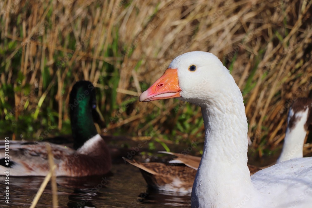 goose in the grass goose in the grass