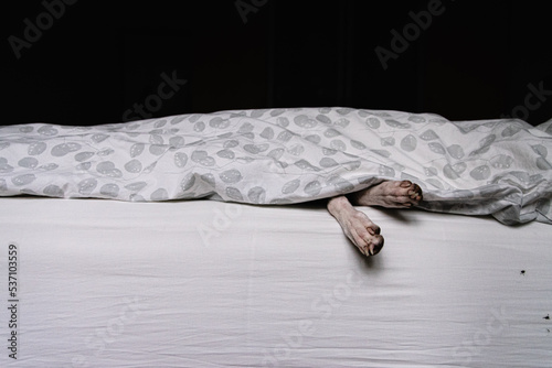 Fotografija Lazy whippet dog in bed