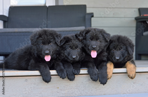 Cute black German shepherd puppies