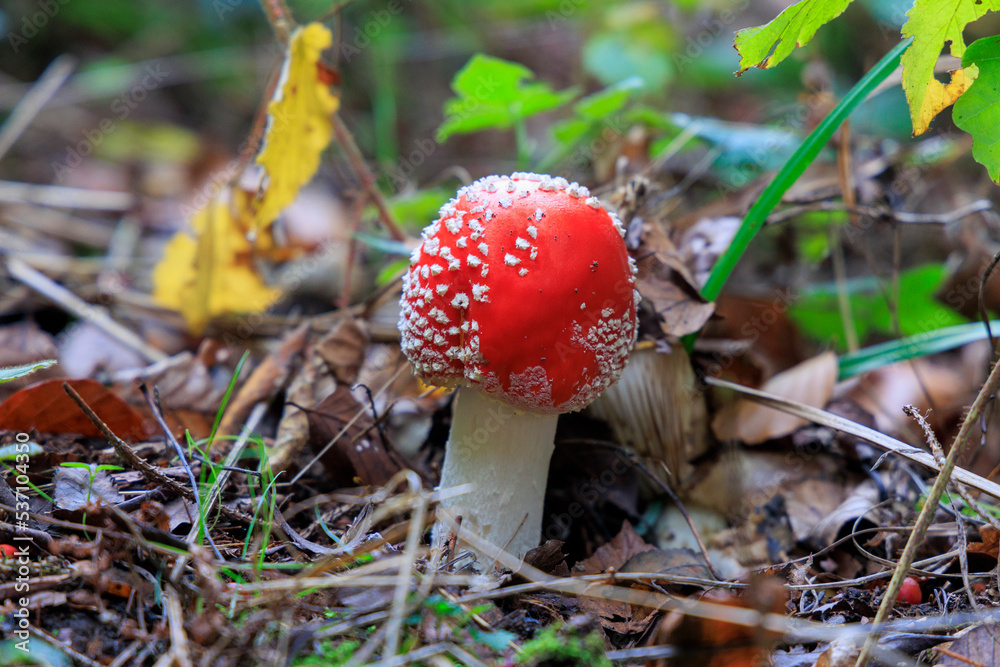 Red glowing toadstools on the forest floor Red glowing toadstools on the forest floor