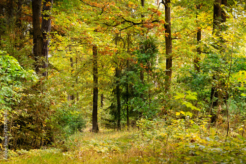 Day in autumn forest. October in european forest.