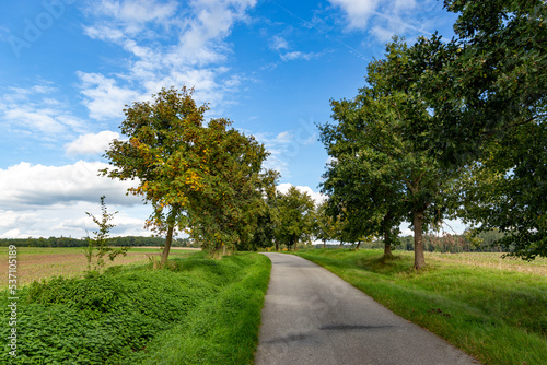 Road between fields. Trees near a road. Early autumn.