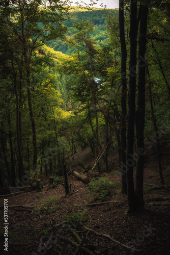 Enchanted Lovely Autumn Forest in the Fall of Saarland in Germany  Europe