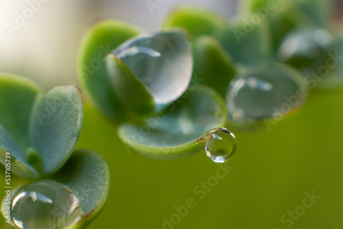 Plant leaves with water droplets, macro photography.