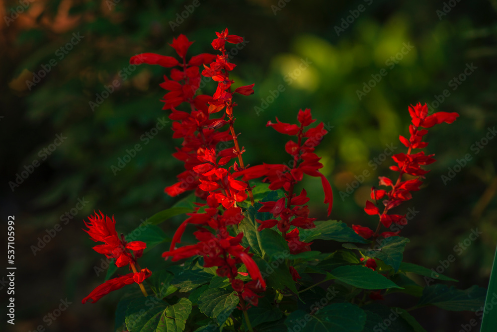 Salvia coccinea flowers, beautiful red splendens scarlet sage blooming in the garden. divinorum plant nemorosa Natural fresh background sunlight. Salvia coccinea flowers, beautiful red splendens scarlet sage blooming in the garden. divinorum plant nemorosa Natural fresh background sunlight.