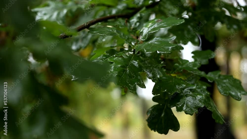 Yellow and green autumn oak leaves close up Yellow and green autumn oak leaves close up