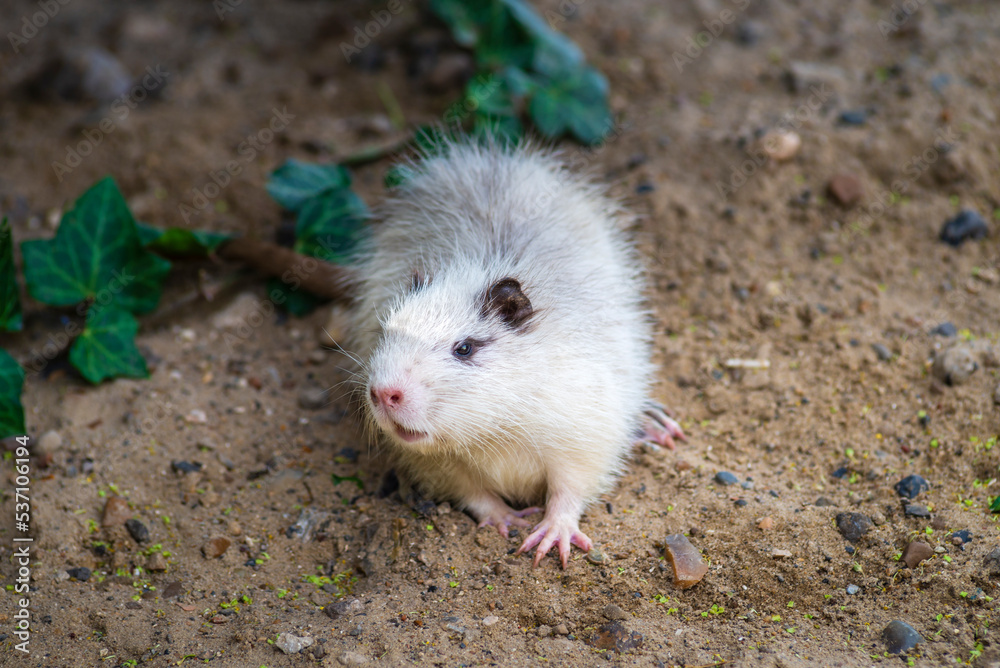 two young nutrias myocastor coypus White grey Rats muskrat dry green grass autumn Moldova Wild ivy. two young nutrias myocastor coypus White grey Rats muskrat dry green grass autumn Moldova Wild ivy.