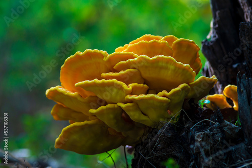 Laetíporus sulphúreus Chicken of the wood The sulfur-yellow tinder mushroom Tree Fungus.