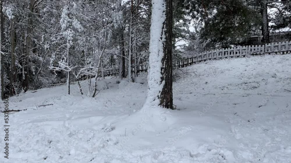 One large and old pine tree. Snow covered during the winter. At a Swedish forest. Huge, big. Stockholm, Sweden, Scandinavia, Europe.