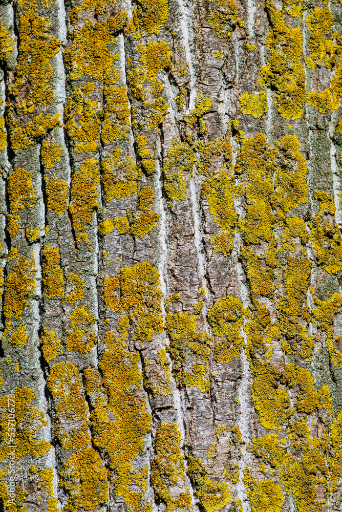The wavy texture of poplar tree bark  texture Rough wood natural pattern.