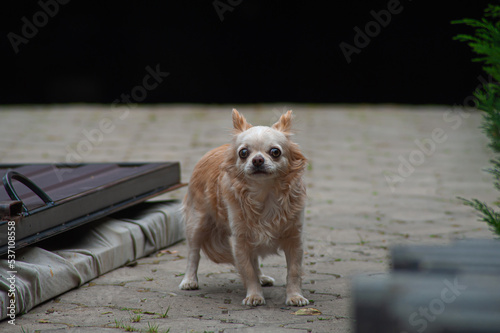 Old chihuahua dog barks. Small beige dog on a light background