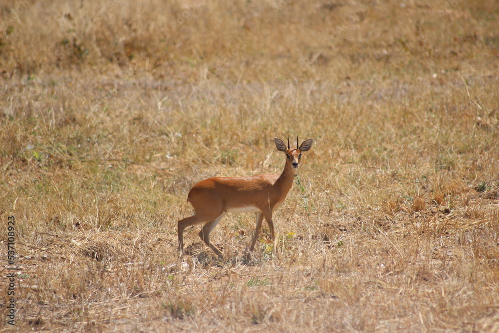 Obraz premium sprigbok