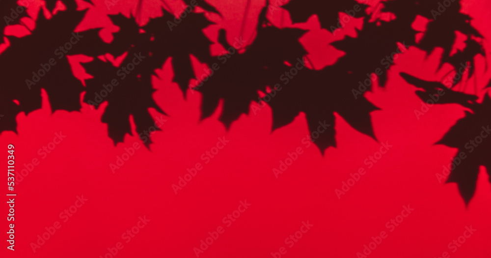 Maple tree leaves shadow on a red wall background. Overlay effect, stylish flat lay with trendy shadow and sun light. Minimal autumn concept. Design long banner, copy space Maple tree leaves shadow on a red wall background. Overlay effect, stylish flat lay with trendy shadow and sun light. Minimal autumn concept. Design long banner, copy space