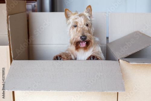 funny scottish terrier dog peeking out of craft cardboard box
