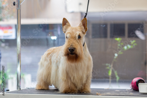 Red dog scottish terrier at the professional groomer after shearing the coat, washing and drying the coat. It's on the table.