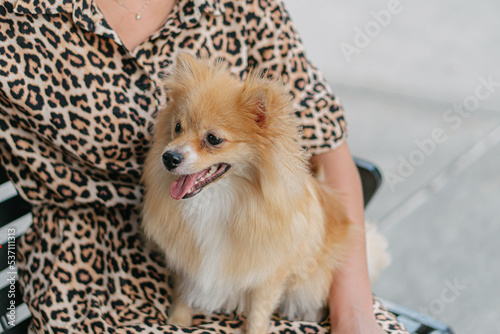 portrait of a dog in the park
