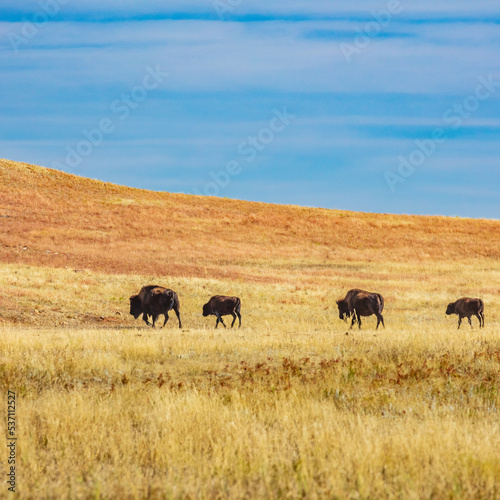 South Dakota-Custer State Park-Buffalo herd