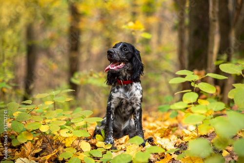An adorable young Russian spaniel puppy sits in an autumn forest among yellow and green foliage. The dog looks away. Soft focus. Selective focus.
