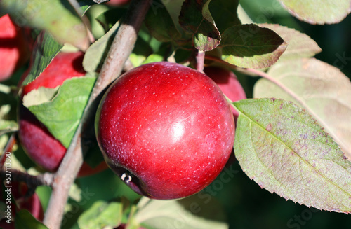 Foto Empire apple in orchard in Eastern township Quebec province Canada
