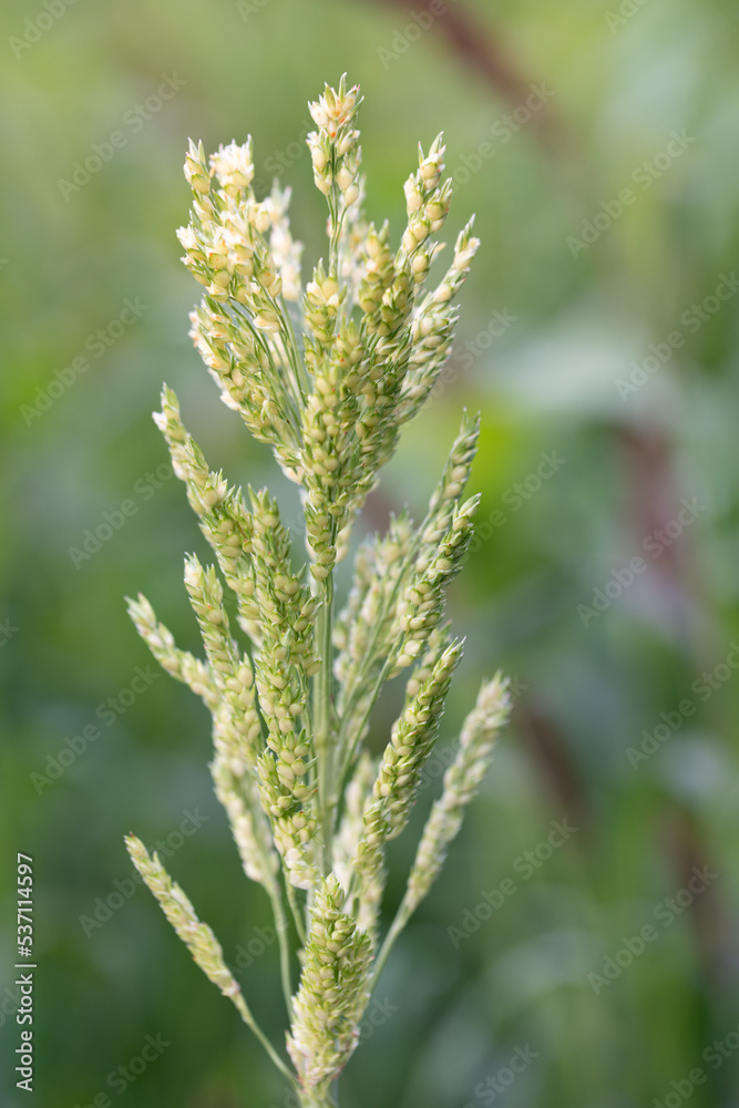 Close up of the seeds of a millet plant. The millet grows in the field outdoors. Close up of the seeds of a millet plant. The millet grows in the field outdoors.