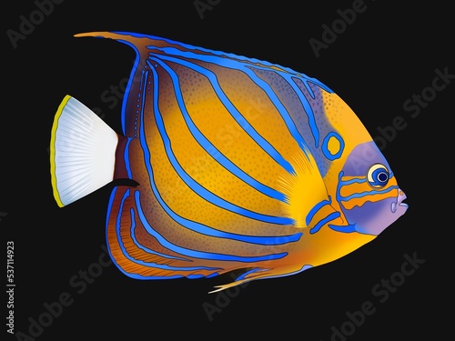 Realistic illustration of tropical fish. Blue-ringed Angelfish isolated on black background