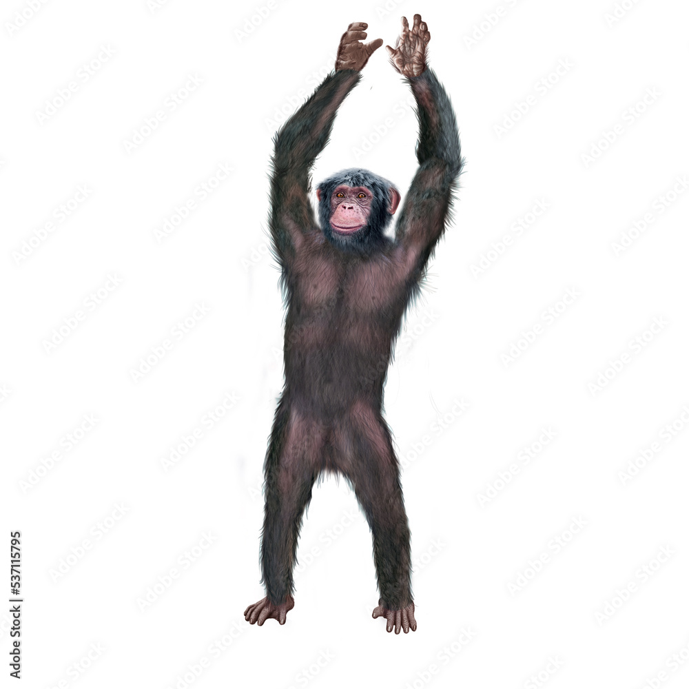 Fototapeta premium chimpanzé, attitude, mouvement, gesticule, singe, expression, mammifère, jardin zoologique, illustration, animal, fourrure, bonobo, nature, sauvage, faune, drôle 