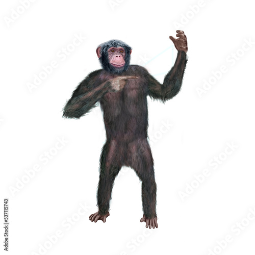 chimpanzé, attitude, mouvement, gesticule, singe, expression, mammifère, jardin zoologique, illustration, animal, fourrure, bonobo, nature, sauvage, faune, drôle 