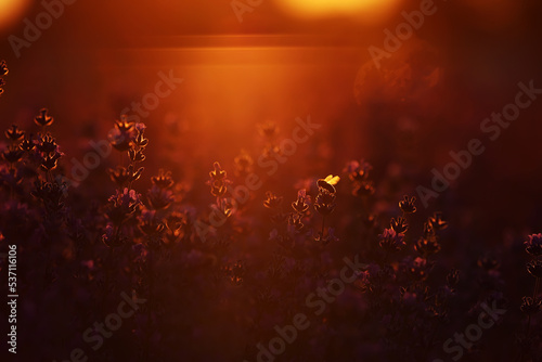 close up of bushes lavender blooming scented fields on sunset. lavender purple aromatic flowers at lavender fields of the French Provence near Paris.