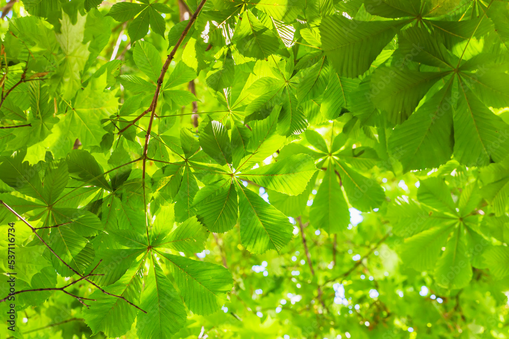 Green crown of chestnut leaves. Natural background, summer concept Green crown of chestnut leaves. Natural background, summer concept