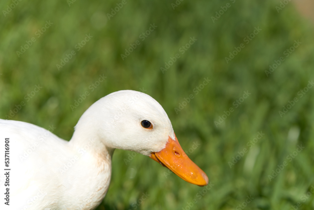 White duck smiling by green grass