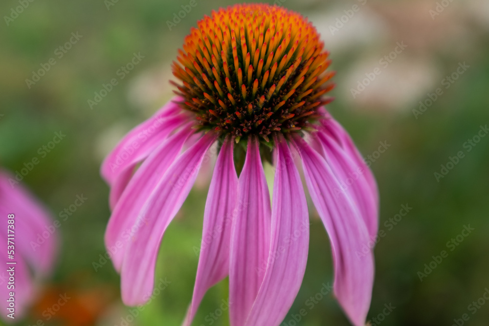 Pink echinacea flower with petals on a green backdrop. Blooming echinacea purpurea for poster, branding, calendar, multicolor card, banner, cover, post, website. High quality photo Pink echinacea flower with petals on a green backdrop. Blooming echinacea purpurea for poster, branding, calendar, multicolor card, banner, cover, post, website. High quality photo