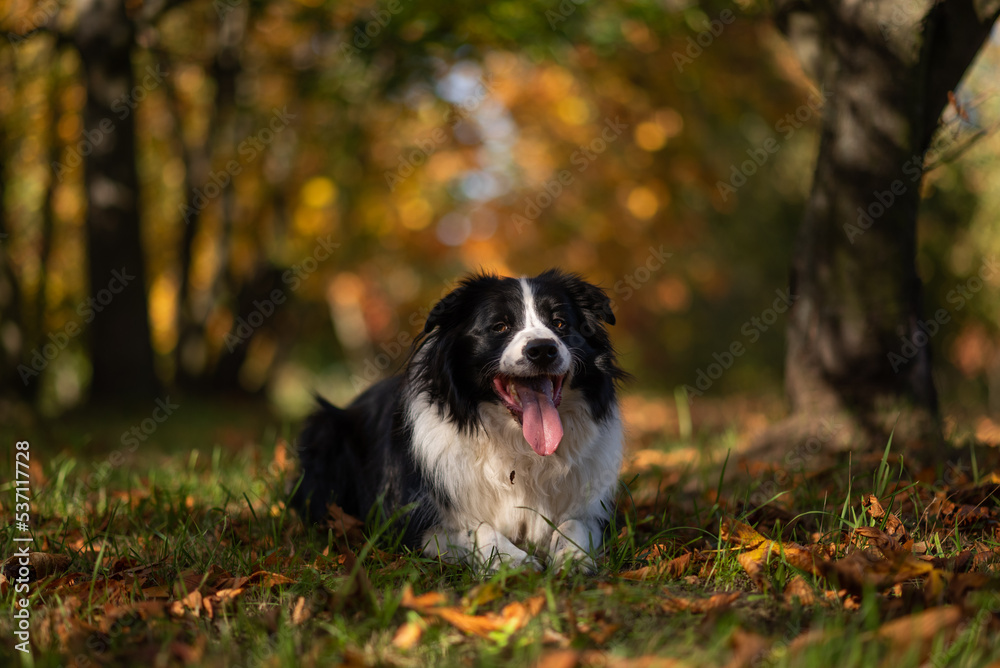 Czarno biały Border Collie jesienią