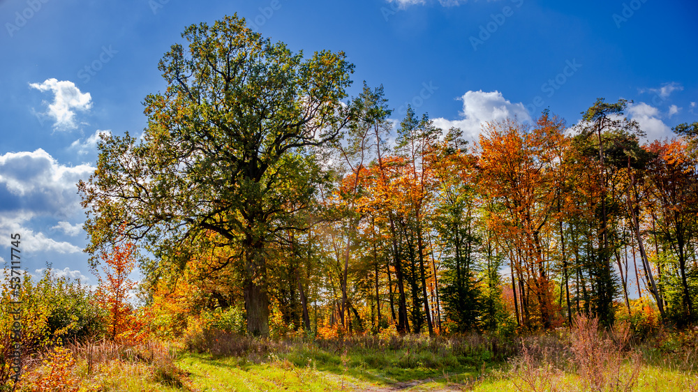 Grove of trees with autumn colors against the blue sky and white clouds Grove of trees with autumn colors against the blue sky and white clouds