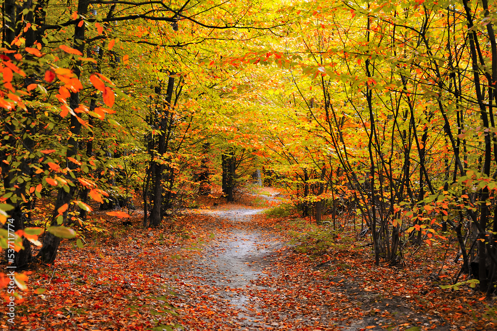 Scenic alley through the woods with red, orange and yellow foliage in the fall
