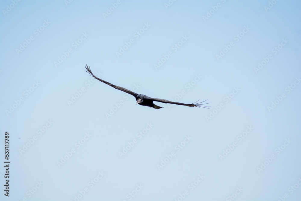 Obraz premium Gavião voando