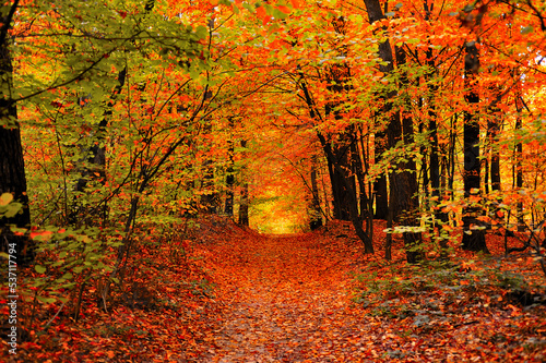 Beautiful scenery of a path through the autumn woods with red, orange and yellow foliage