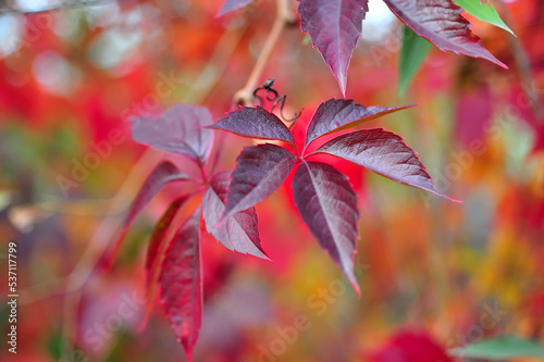 Red leaves of a plant in the fall