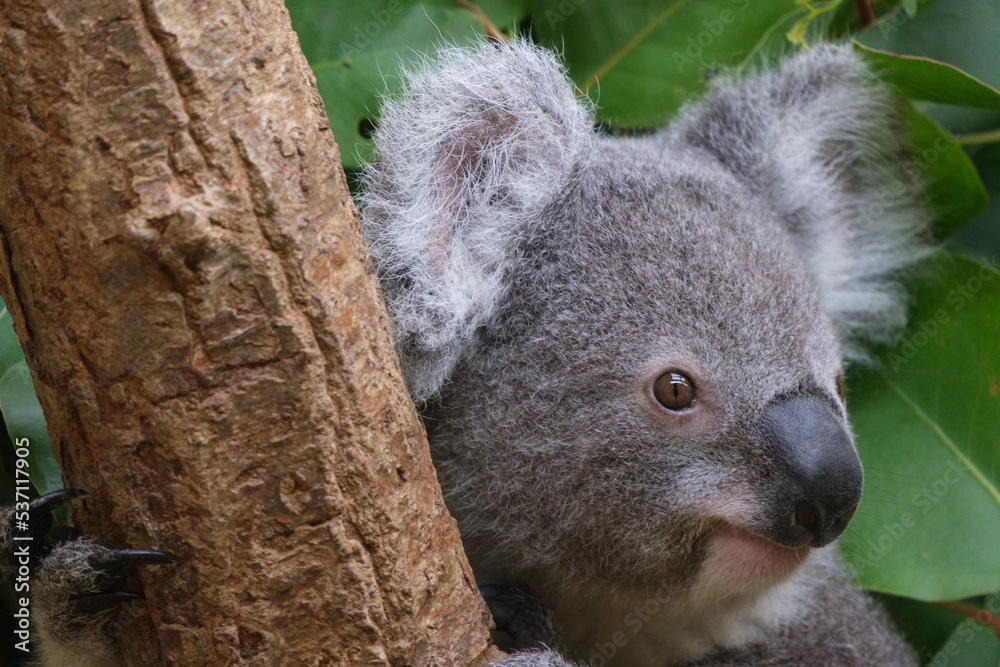 Obraz premium 動物園の人気者のコアラ。木にのぼりユーカリの葉を夢中で食べつつ愛くるしい表情を見せる