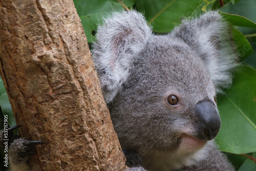 Fototapeta Naklejka Na Ścianę i Meble -  動物園の人気者のコアラ。木にのぼりユーカリの葉を夢中で食べつつ愛くるしい表情を見せる