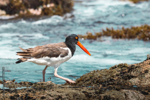 American oystercatcher eating a sea urching from the coast of puerto rico photo