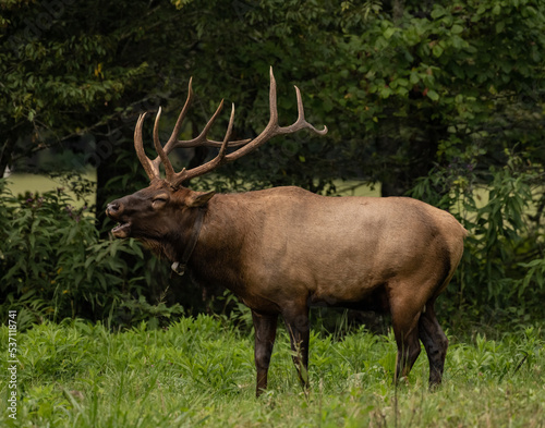 Collared Bull Elk Digs Deep For a Bugle