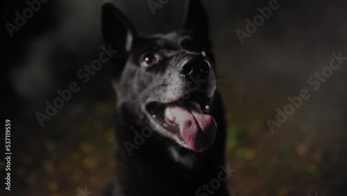 A black dog with multicolored eyes and a large tongue stares off into the distance against the background of a foggy forest at night. Close-up.