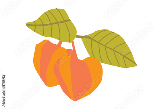 手描き風シンプルなほおづきのイラスト