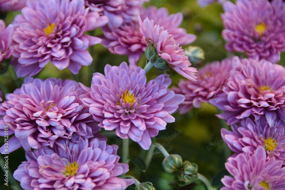 Purple Flowers Purple Flowers