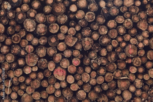 cross section of piled up logs. High quality photo