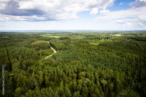 Aerial view from drone of concrete road leading through spring dense forests and groves in yellow green colors. Trees in golden time and empty highway in springtime. Roadway among colorful treetops