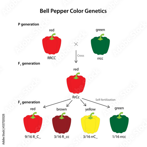 Fruit Color Genetics of Bell Pepper (Capsicum annuum). Interaction between genes at two loci determines a single characteristic.