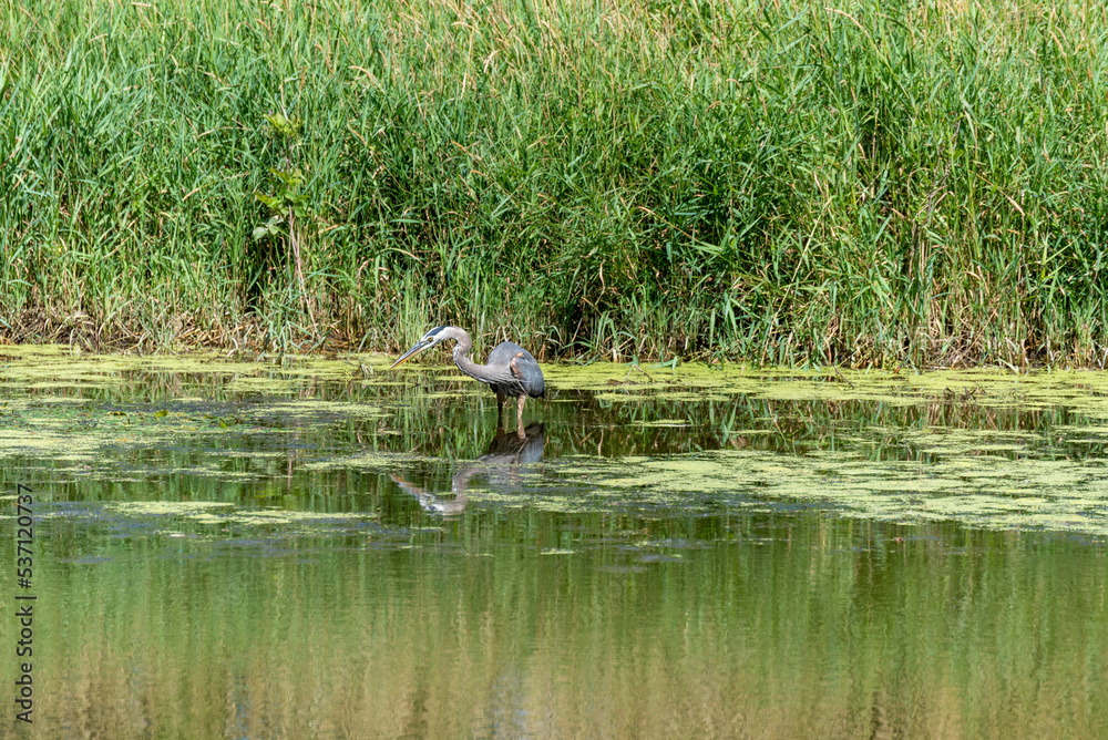 Juvenile Great Blue Heron Fishing On The Pond Juvenile Great Blue Heron Fishing On The Pond