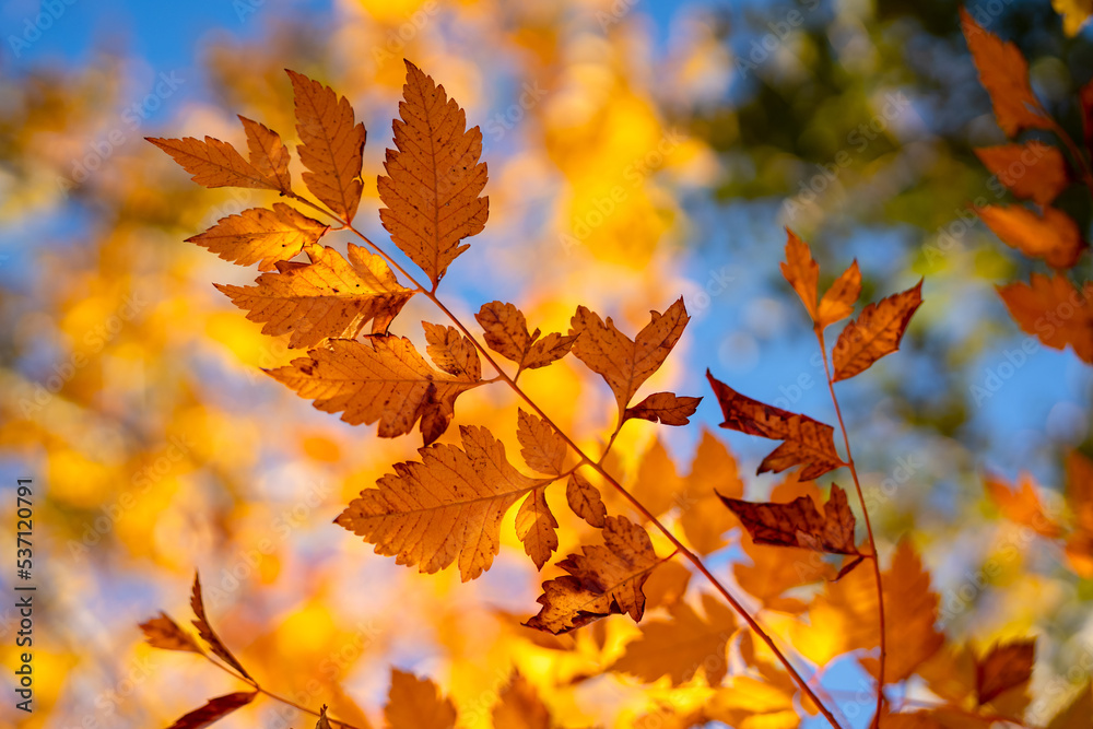 Goldener Herbst