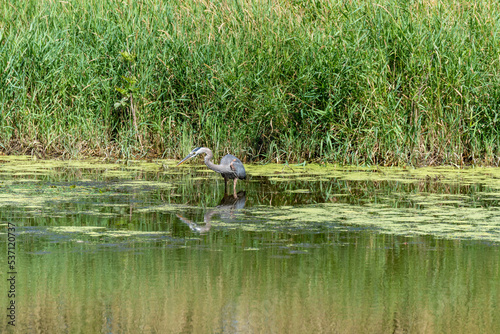 Juvenile Great Blue Heron Fishing On The Pond